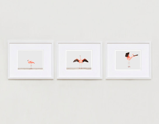 sharon-montrose-flamingo-bird-ar-2.php