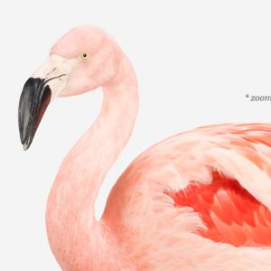 sharon-montrose-flamingo-bird-ar-2.php