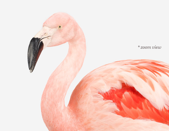 sharon-montrose-flamingo-bird-ar-2.php