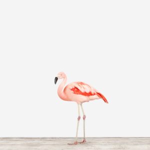 sharon-montrose-flamingo-bird-art-1.php