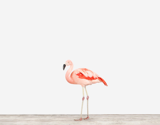 sharon-montrose-flamingo-bird-art-1.php